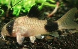 Corydoras Panda